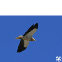 گونه کرکس مصری Egyptian Vulture